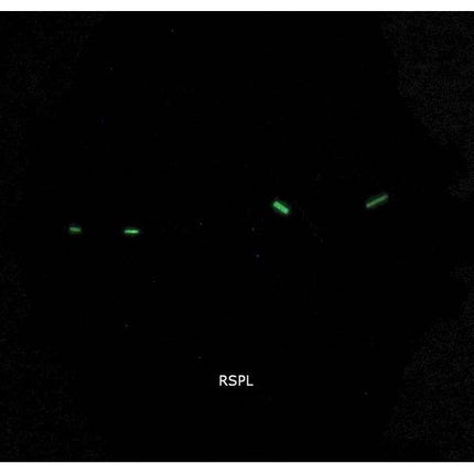 Diesel Mr. Daddy 2.0 Chronograph Multicolor Dial Quartz DZ7460 Mens Watch